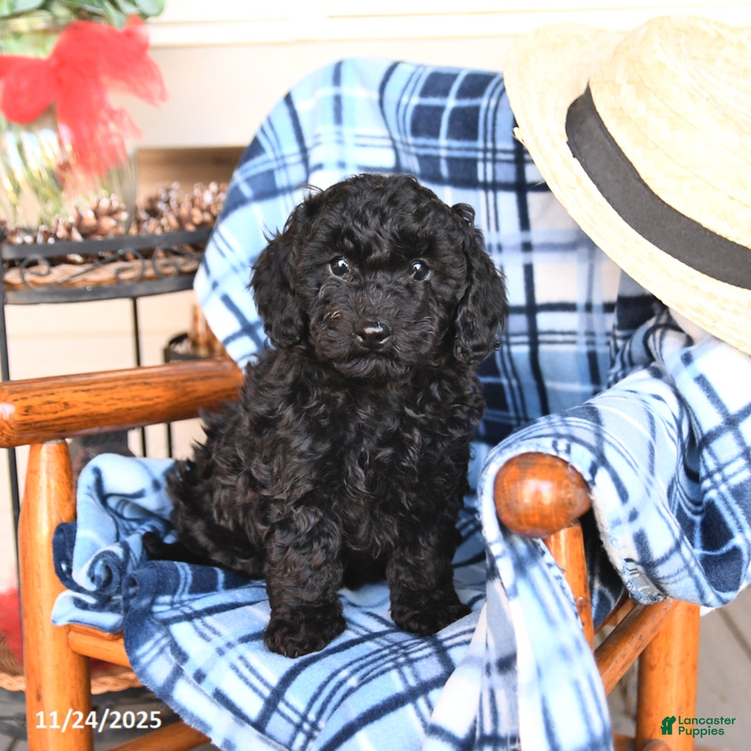 Miniature Poodle dogs for sale: Joy - Ad 2