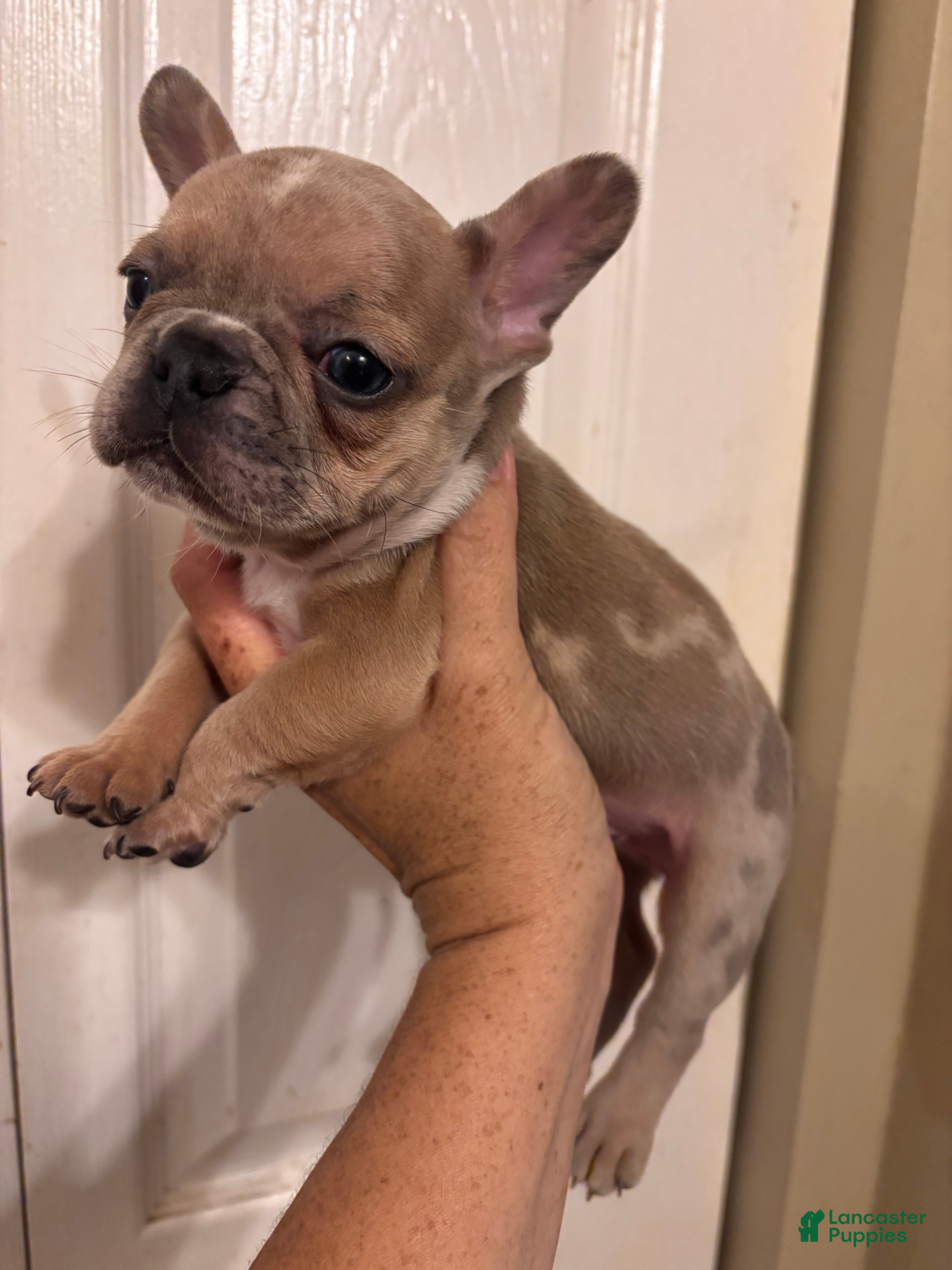 French Bulldog dogs Mohawk  - Ad 25