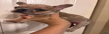 Mohawk 