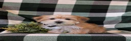 Morkie dogs for sale: Beethovan 7 lbs Full Grown - Ad 6