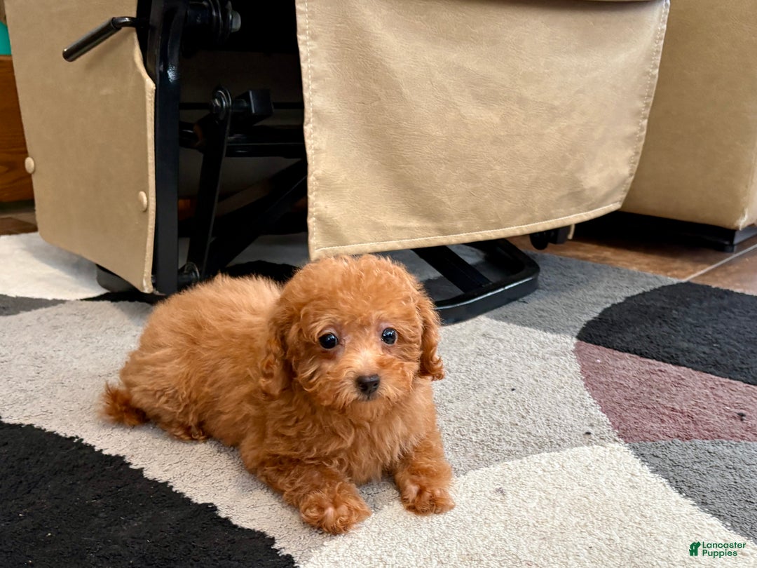 Maltipoo dogs for sale: Red Sugar  - Ad 5