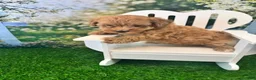 Maltipoo dogs for sale: Eve - Ad 4