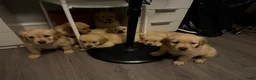 Golden Retriever dogs for sale: Buzz - Ad 3