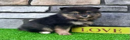 Pomeranian dogs for sale: Finn - Ad 3