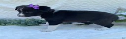 Border Collie dogs for sale: Posey - Ad 3