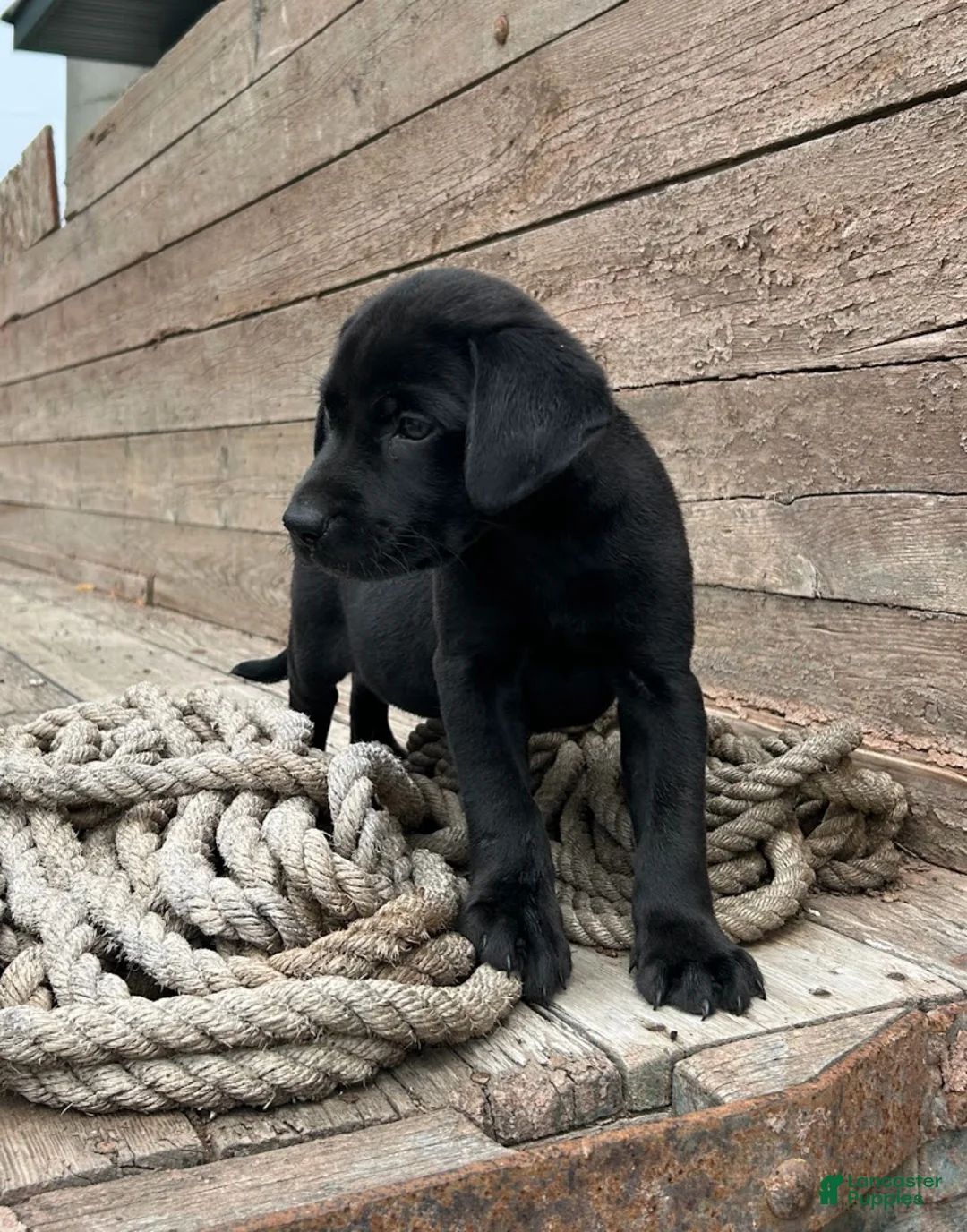 Mixed Breed dogs for sale: Midnight - Ad 1