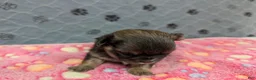 Chihuahua dogs for sale: Bailey - Ad 2