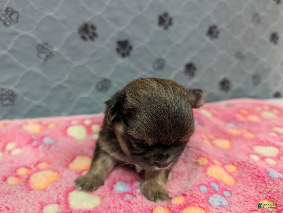 Chihuahua dogs for sale: Bailey - Ad 2