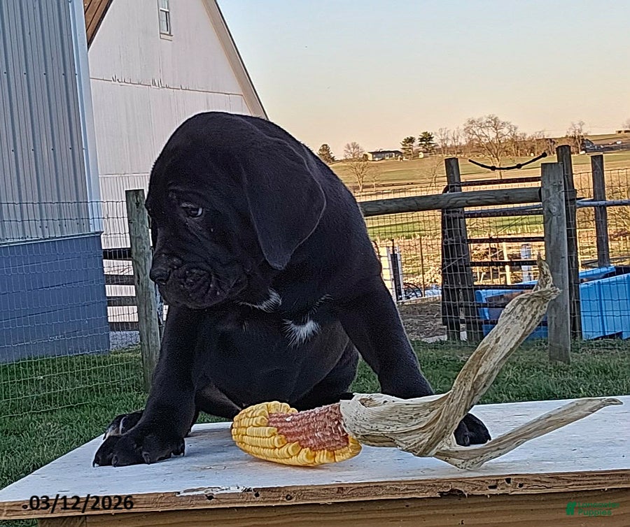 Cane Corso dogs Asher - Ad 2
