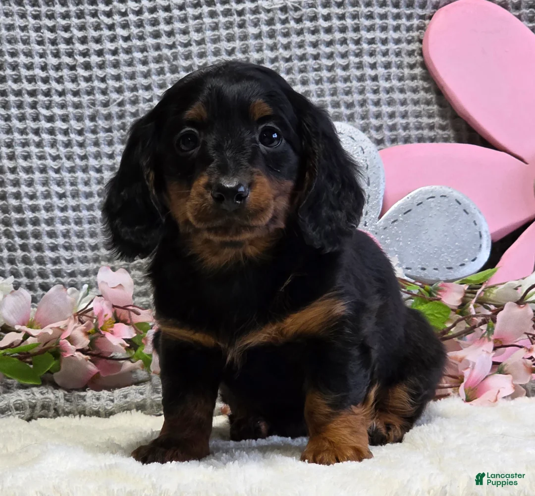 Miniature Dachshund dogs for sale: Emma - Ad 2