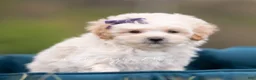 Maltipoo dogs for sale: Sugar - Ad 4