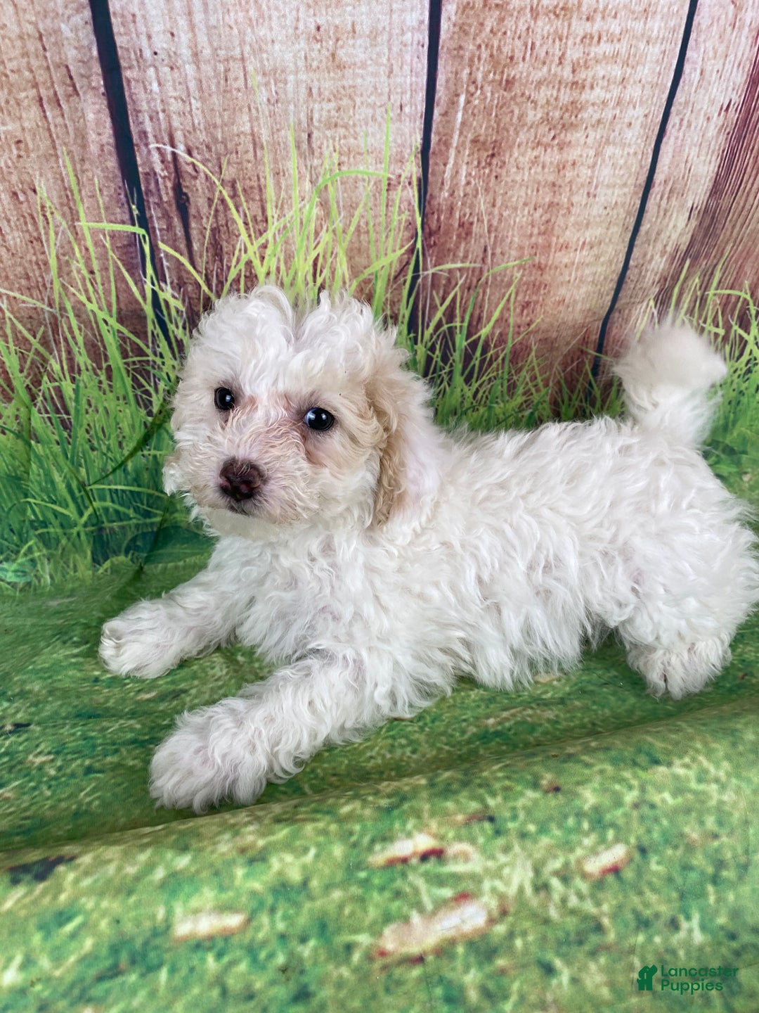 Miniature Poodle dogs for sale: Charlie - Ad 9