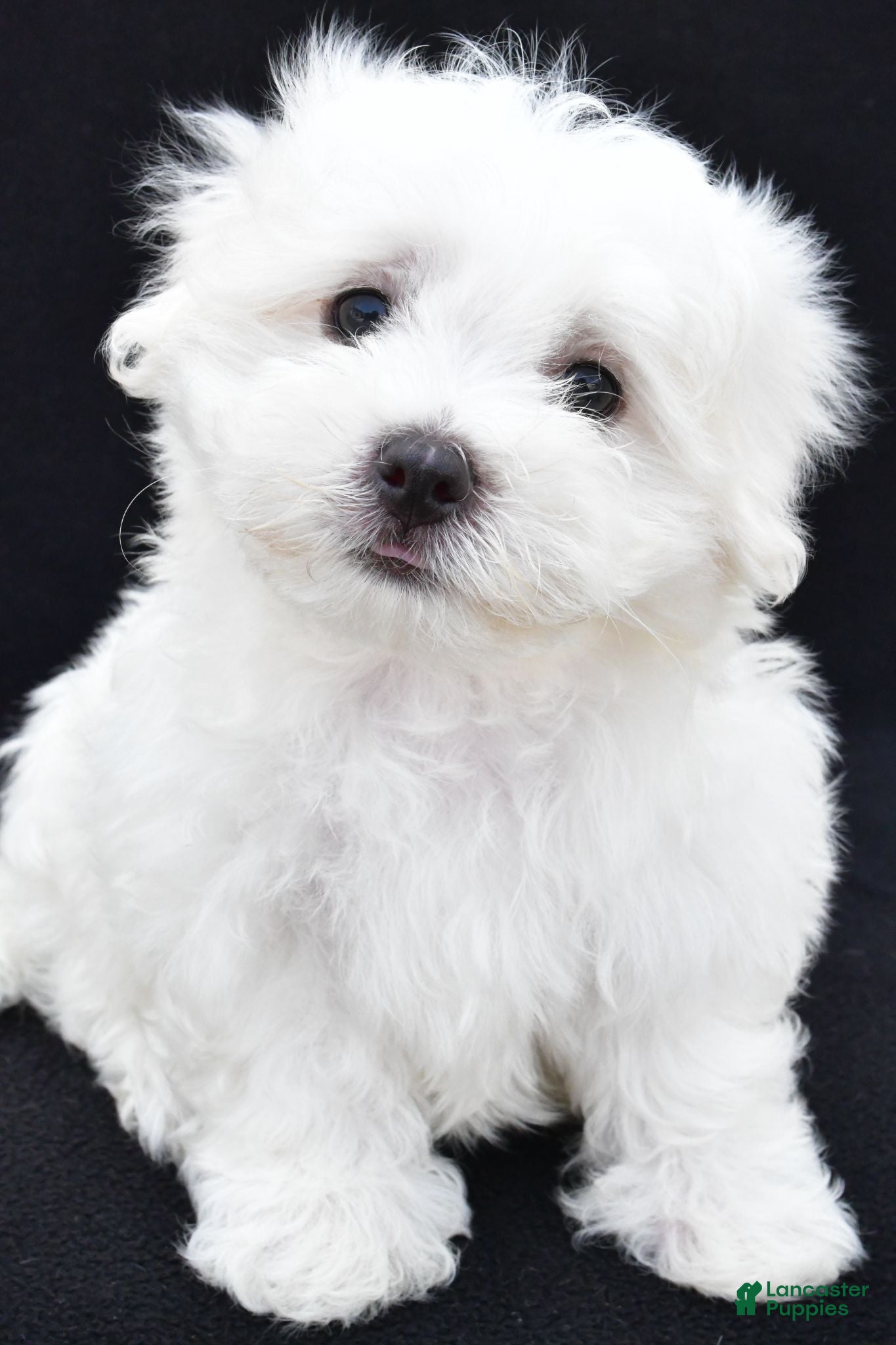 Maltese dogs Theo - Ad 1