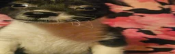 Chihuahua dogs for sale: Butter - Ad 1