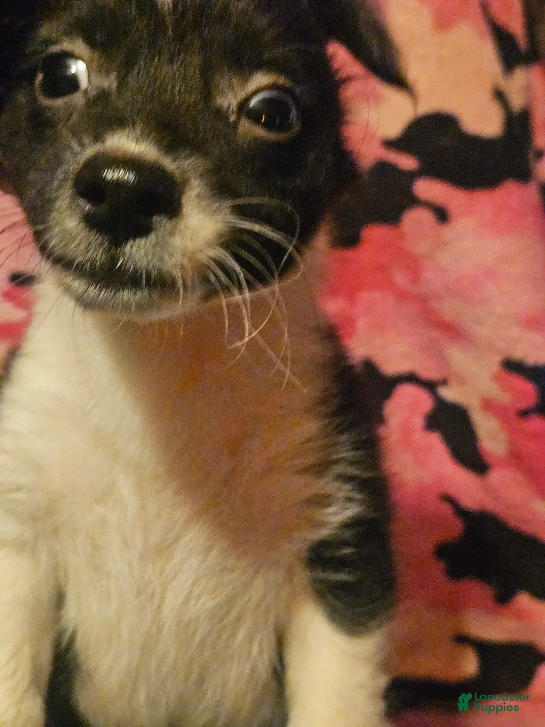 Chihuahua dogs for sale: Butter - Ad 1