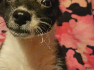 Chihuahua dogs Butter - Ad 34