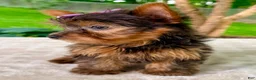 Yorkshire Terrier dogs for sale: Lyla - Ad 2