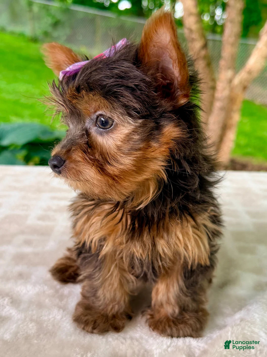 Yorkshire Terrier dogs for sale: Lyla - Ad 2