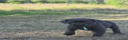 Cane Corso dogs for sale: Cane Corso Puppy 6 - Ad 3