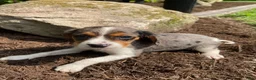 Beaglier dogs for sale: Ashlyn - Ad 4