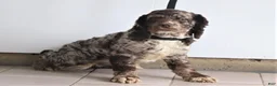 Cockapoo dogs for sale: Hazel - Ad 9