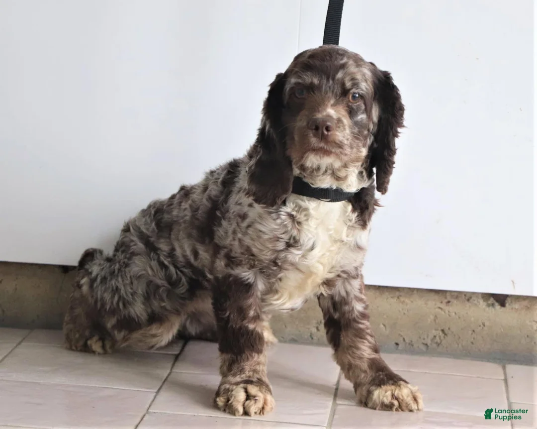 Cockapoo dogs for sale: Hazel - Ad 9