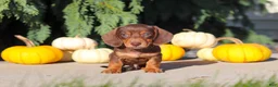 Dachshund dogs for sale: Mudge - Ad 6