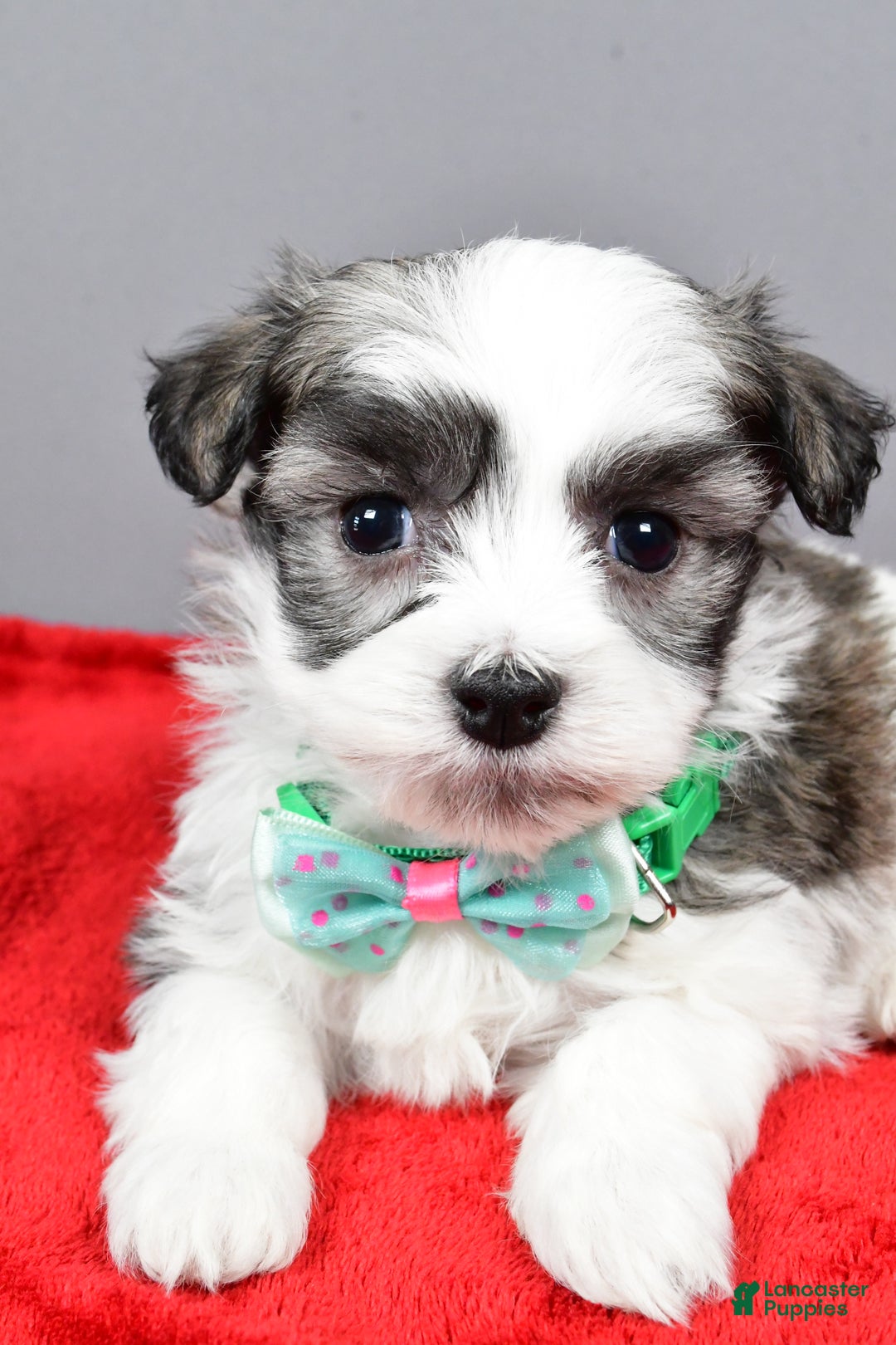 Havanese dogs for sale: Daryl - Ad 5