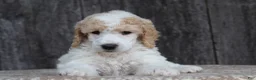 Standard Poodle dogs for sale: Willow AKC standard poodle - Ad 12
