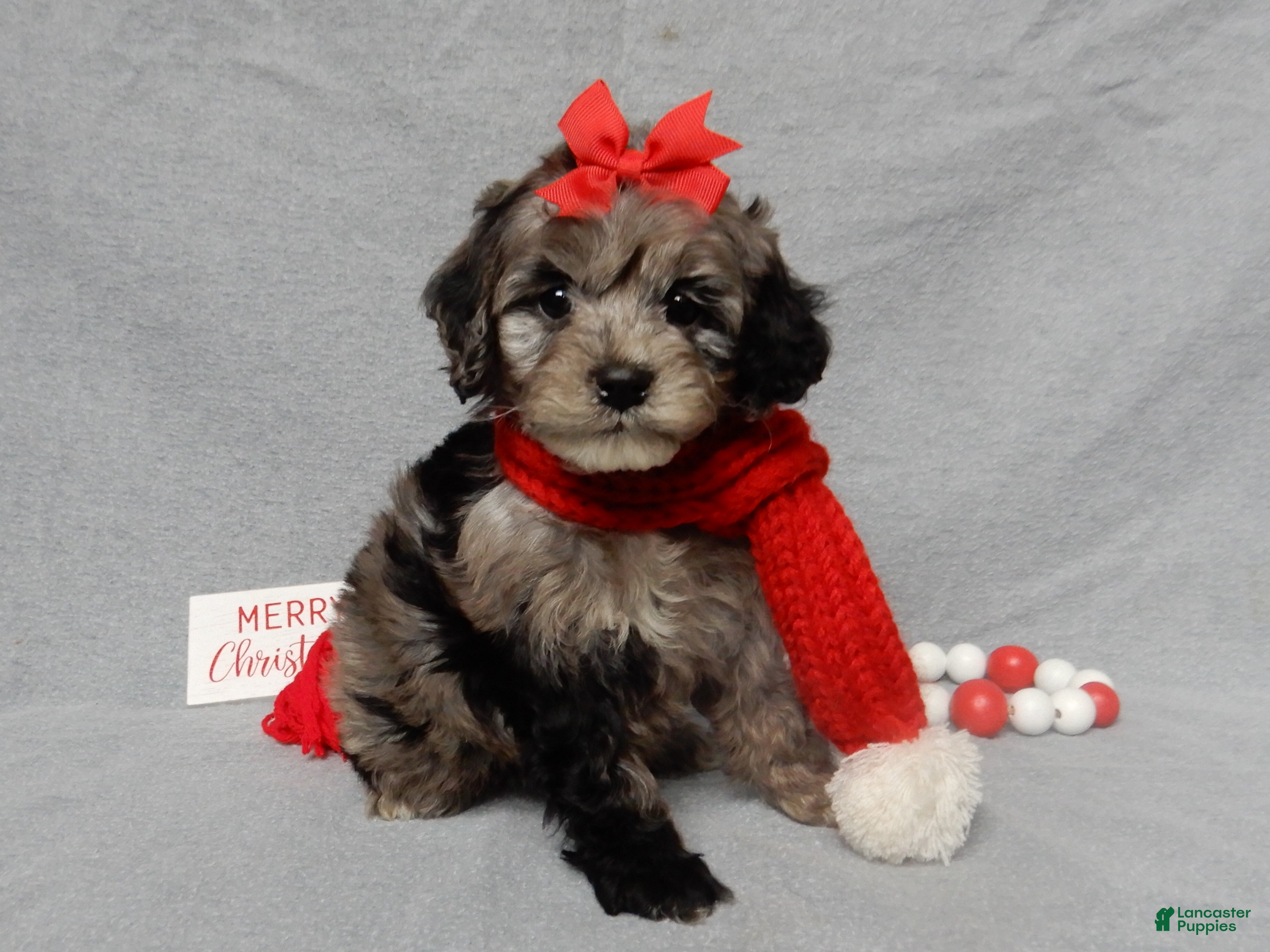 Cockapoo dogs Adele - Ad 24