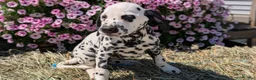 Dalmatian dogs for sale: Layla - Ad 4