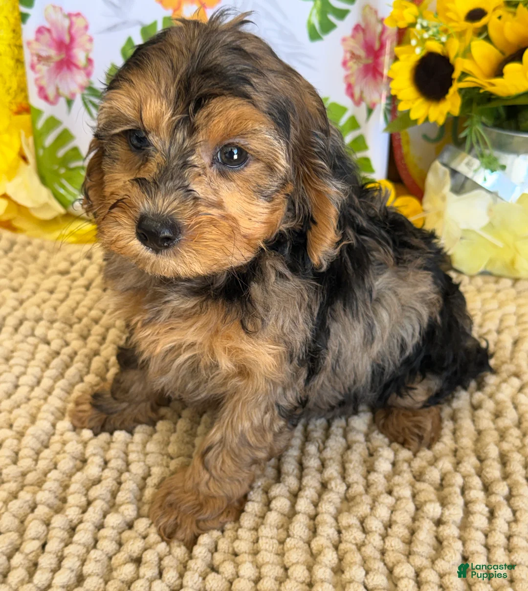 Cockapoo dogs for sale: Cosmo - Ad 2
