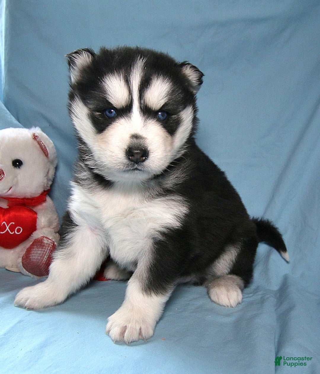 Gallery Image {{count}}