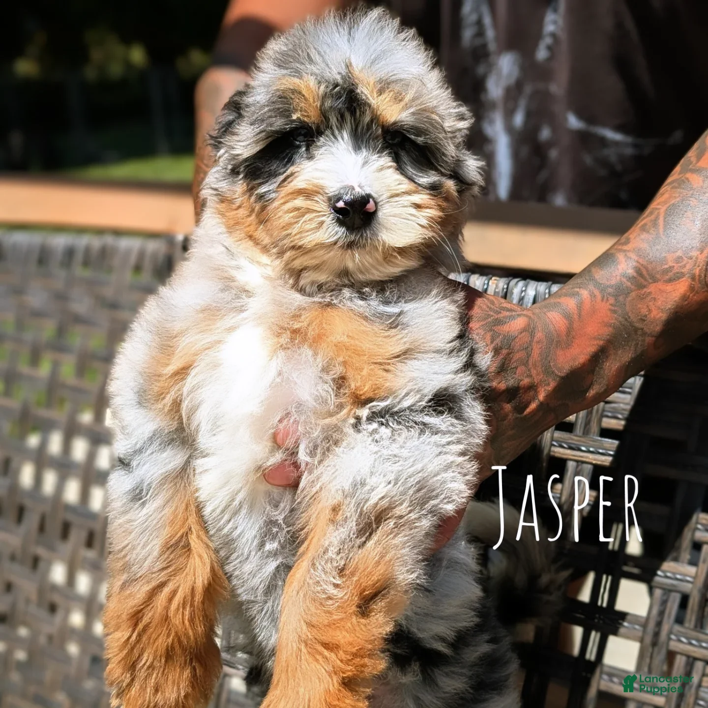 Mixed Breed dogs JASPER - Ad 1