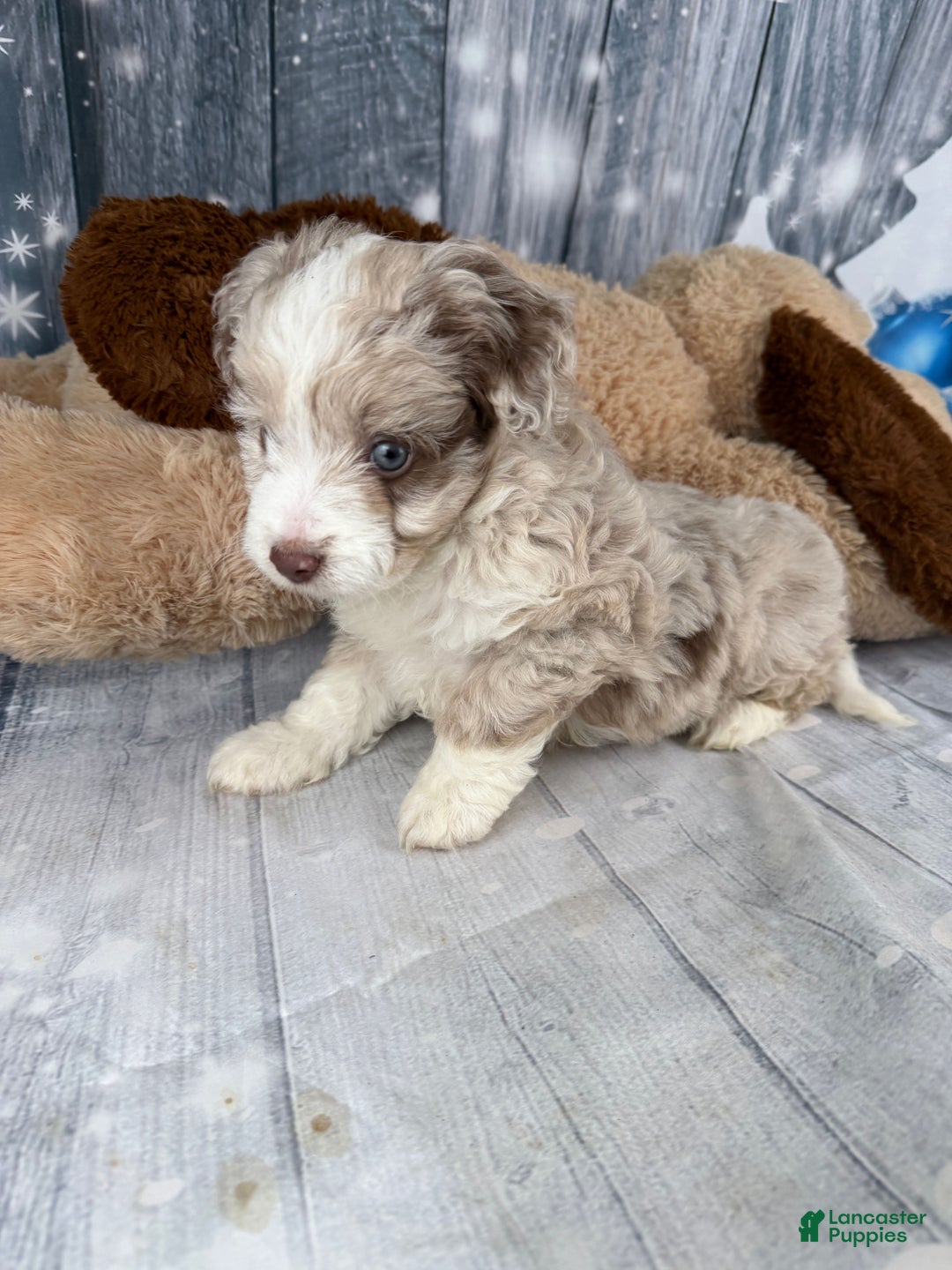 Aussiedoodle dogs for sale: Hendrik - Ad 11