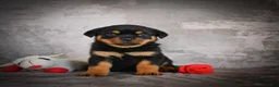 Rottweiler dogs for sale: Lexi - Ad 3