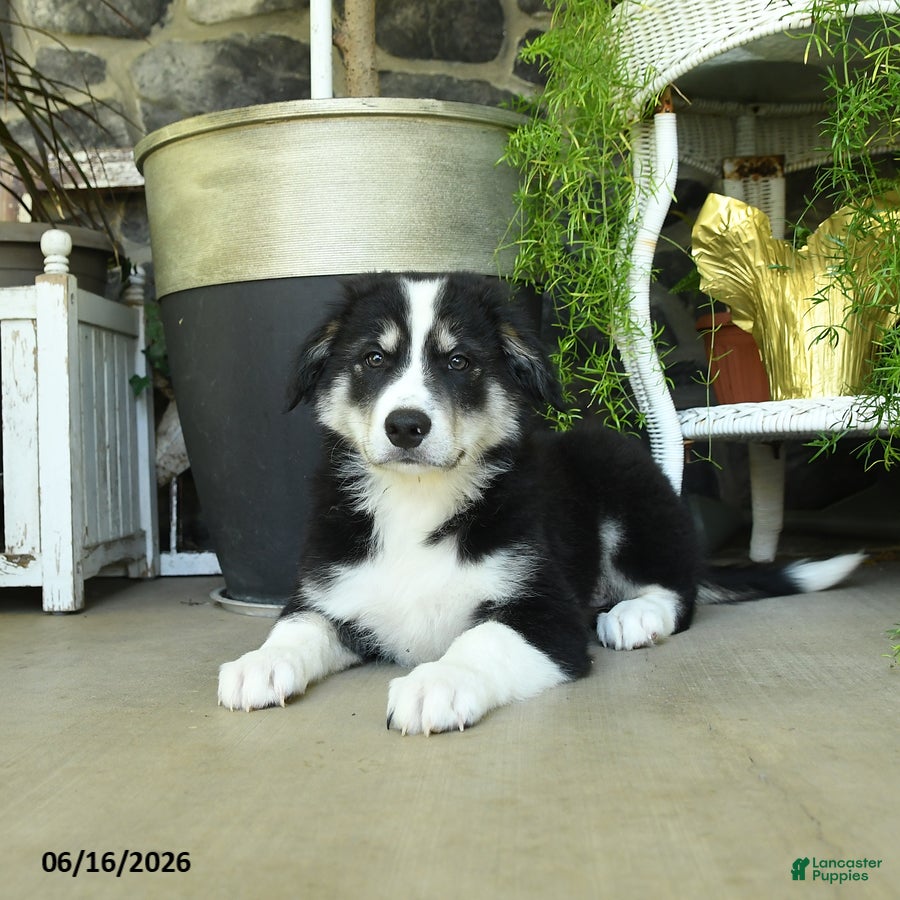 Border Collie dogs Keith - Ad 1