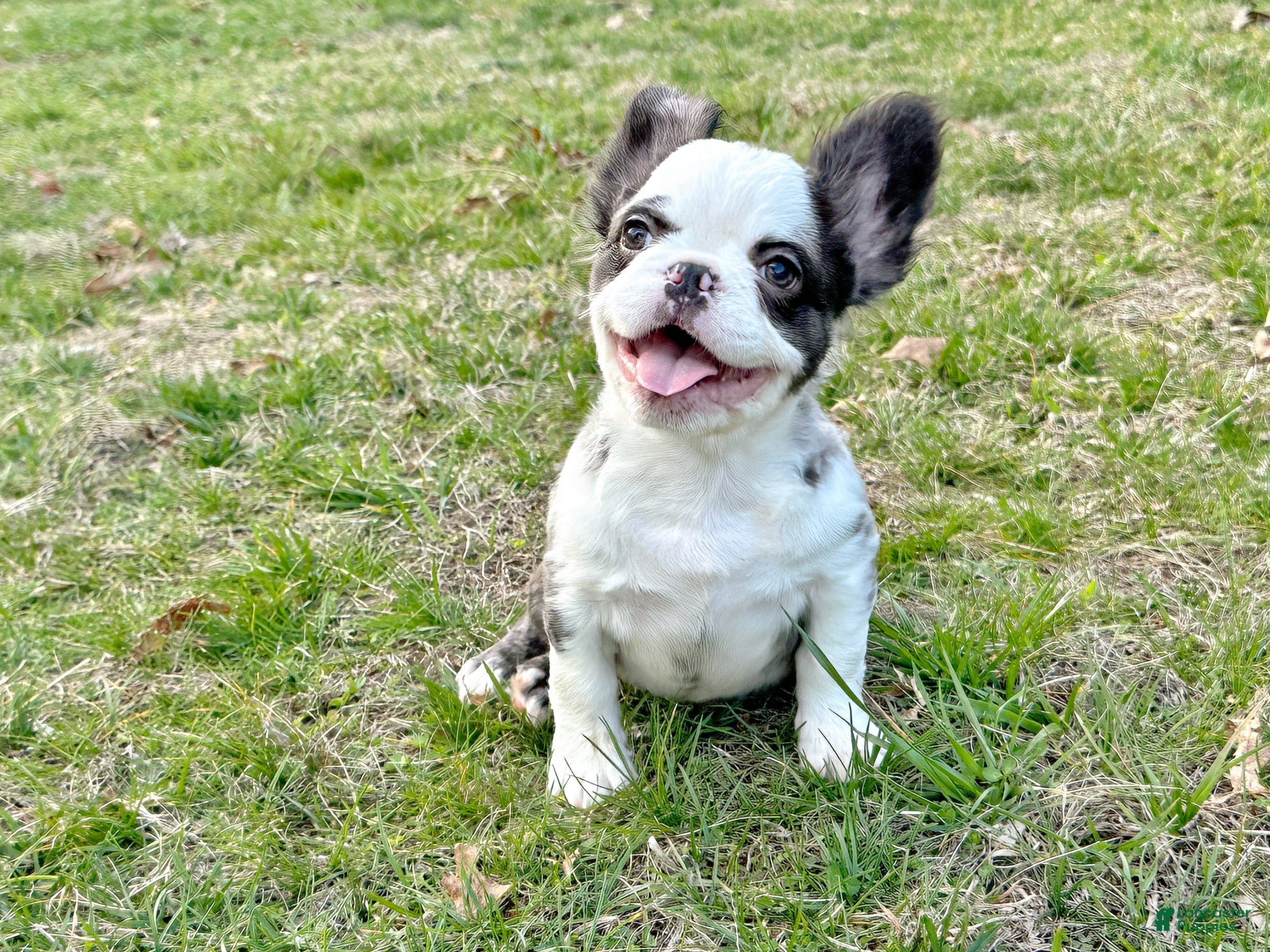 French Bulldog dogs French Bulldog Puppy 1 - Ad 1