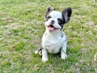 French Bulldog dogs for sale: French Bulldog Puppy 1 - Ad 3