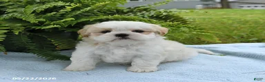 Toby