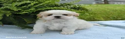 Shih Tzu dogs for sale: Toby - Ad 1
