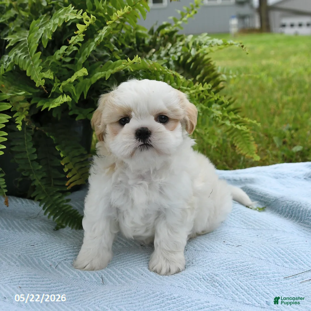 Shih Tzu dogs for sale: Toby - Ad 1