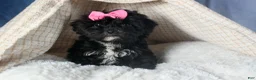 Yorkiepoo dogs for sale: JULIE - Ad 7