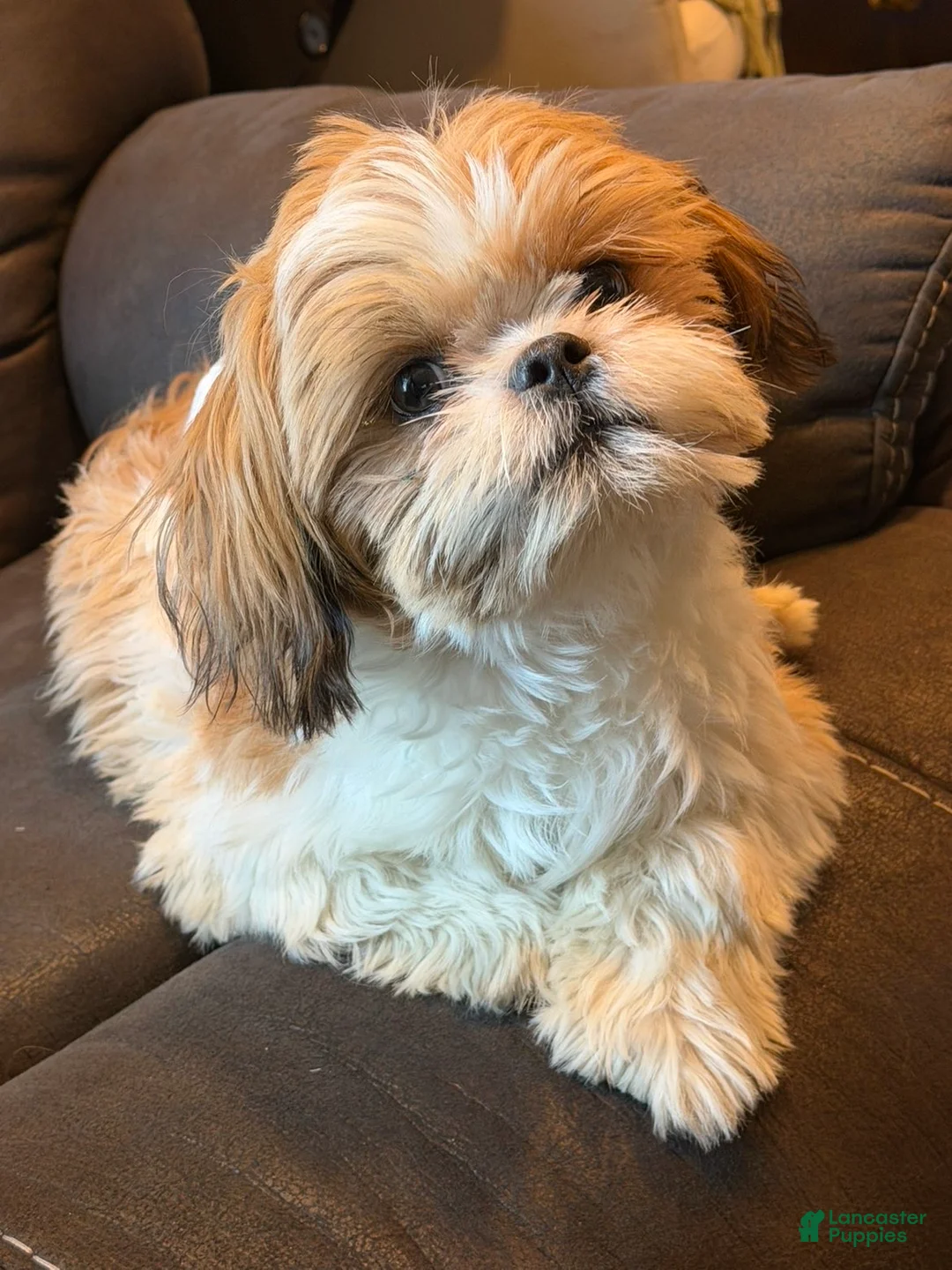 Shih Tzu dogs for stud: Ozzie - Ad 1