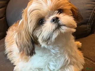Shih Tzu dogs Ozzie - Ad 1