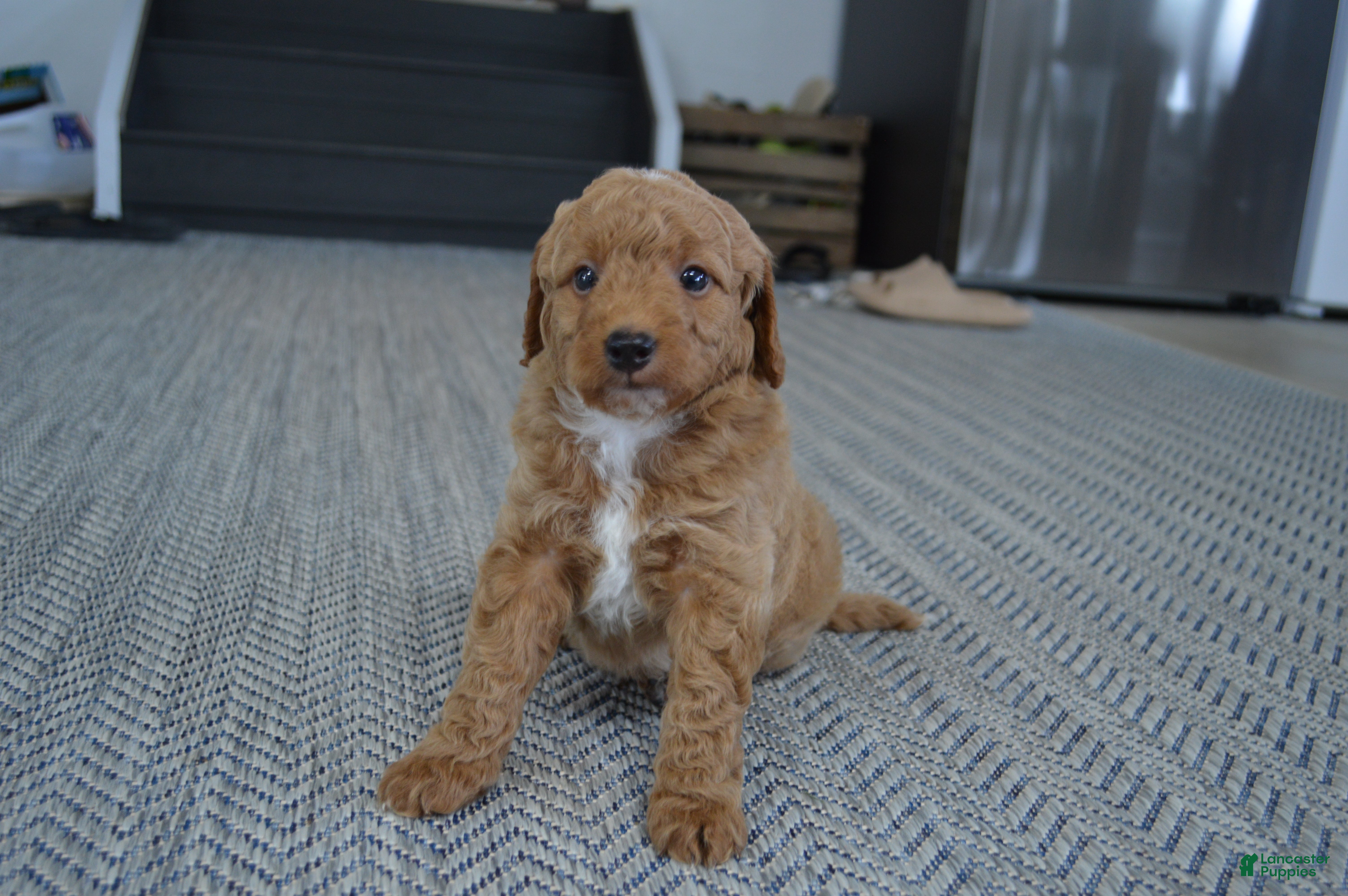 Mini Goldendoodle dogs Remmy - Ad 2