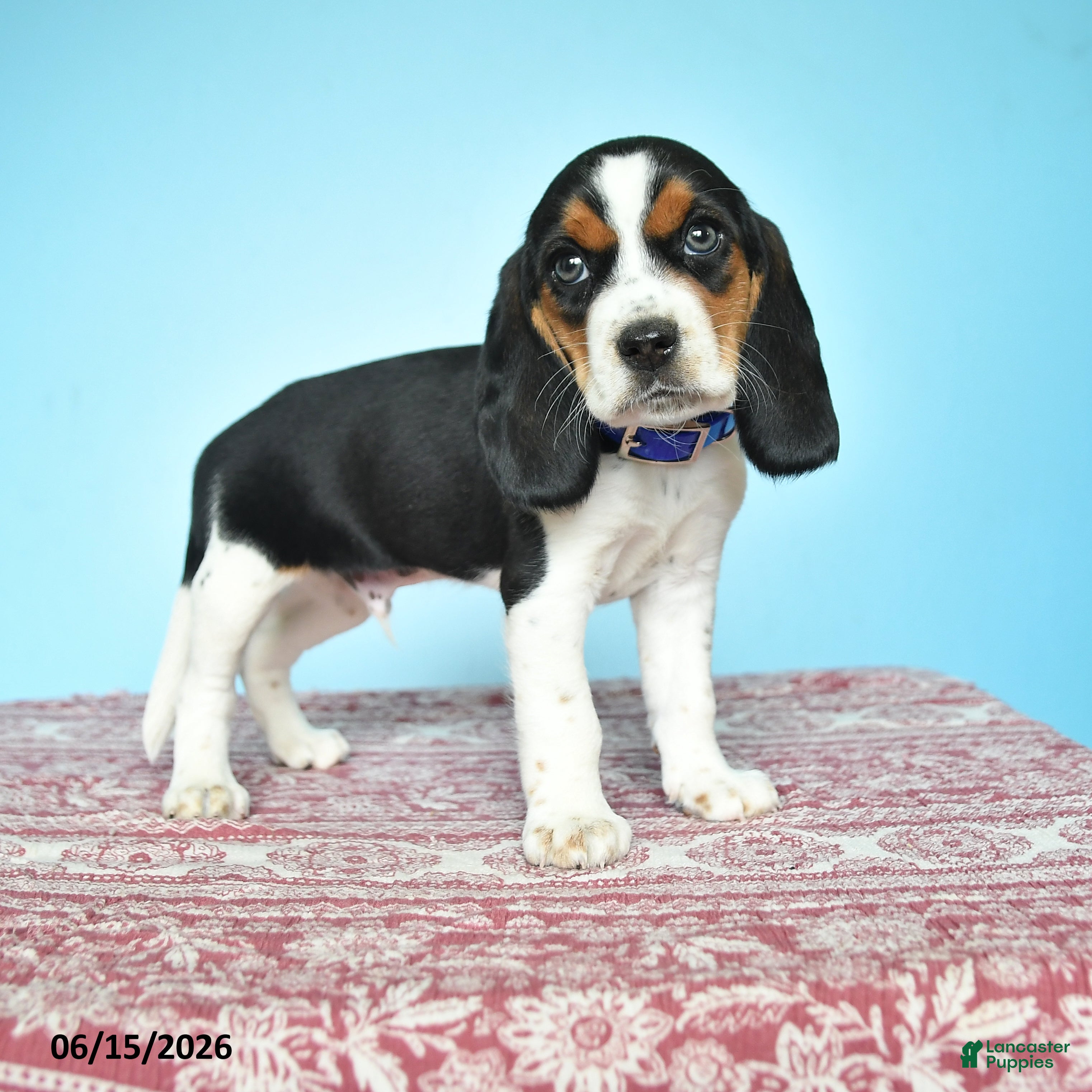 Beagle dogs Wesley - Ad 1