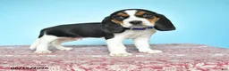 Beagle dogs for sale: Wesley - Ad 1