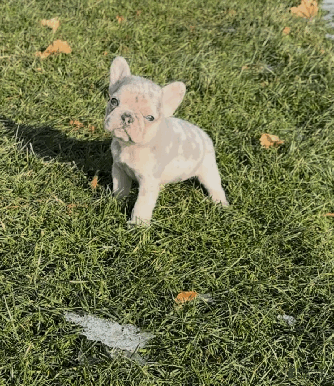 French Bulldog dogs for sale: Daisy  - Ad 9