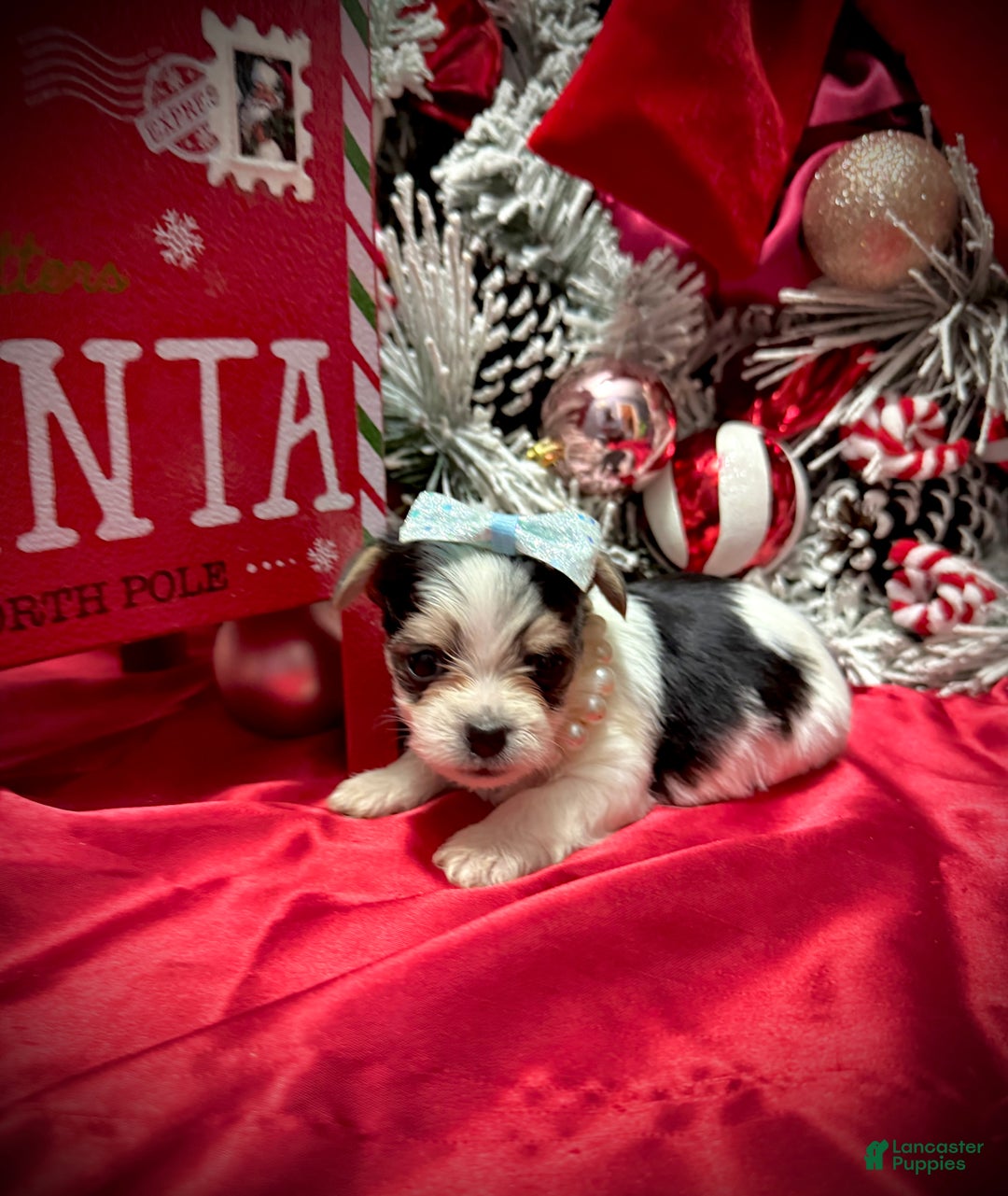 Yorkshire Terrier dogs for sale: Yakko - Ad 12